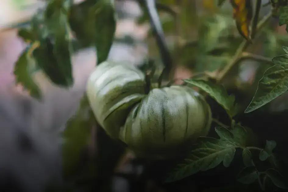 Choosing the Right Fertilizer
