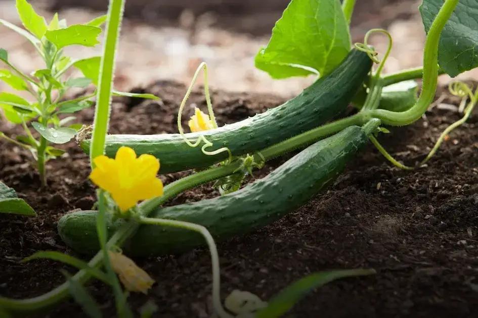 Dealing with Garden Pests Naturally: Effective Tips