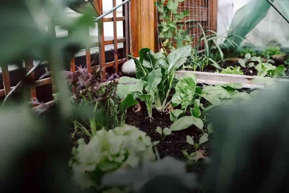How to Apply Fertilizer Effectively