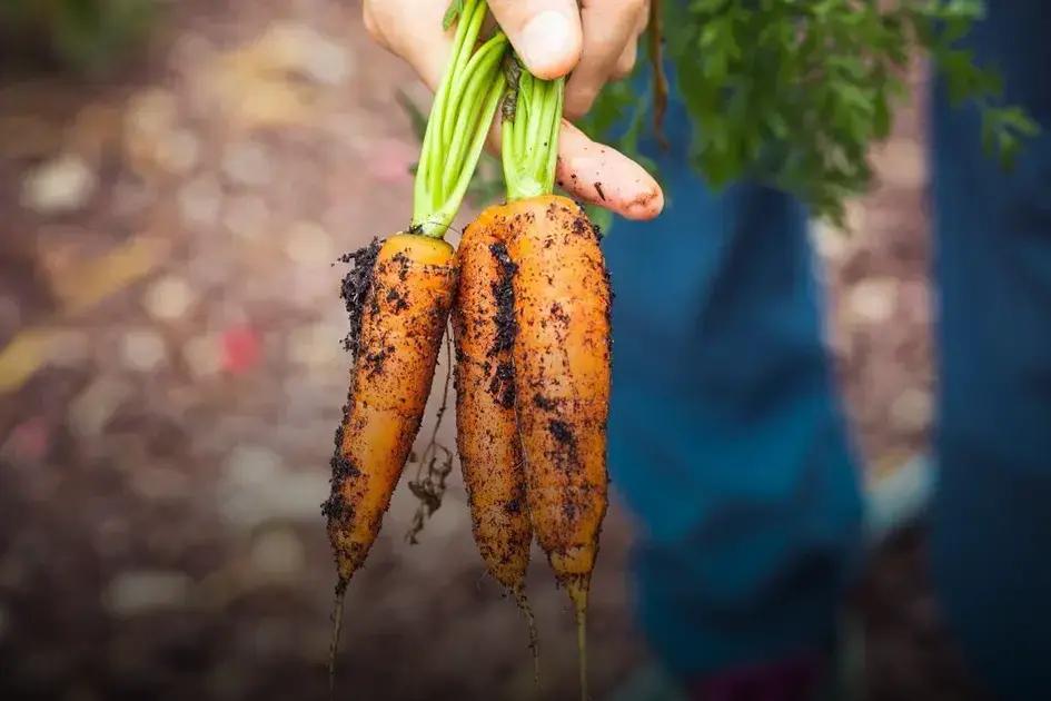 How to Spot and Treat Common Plant Diseases Effectively