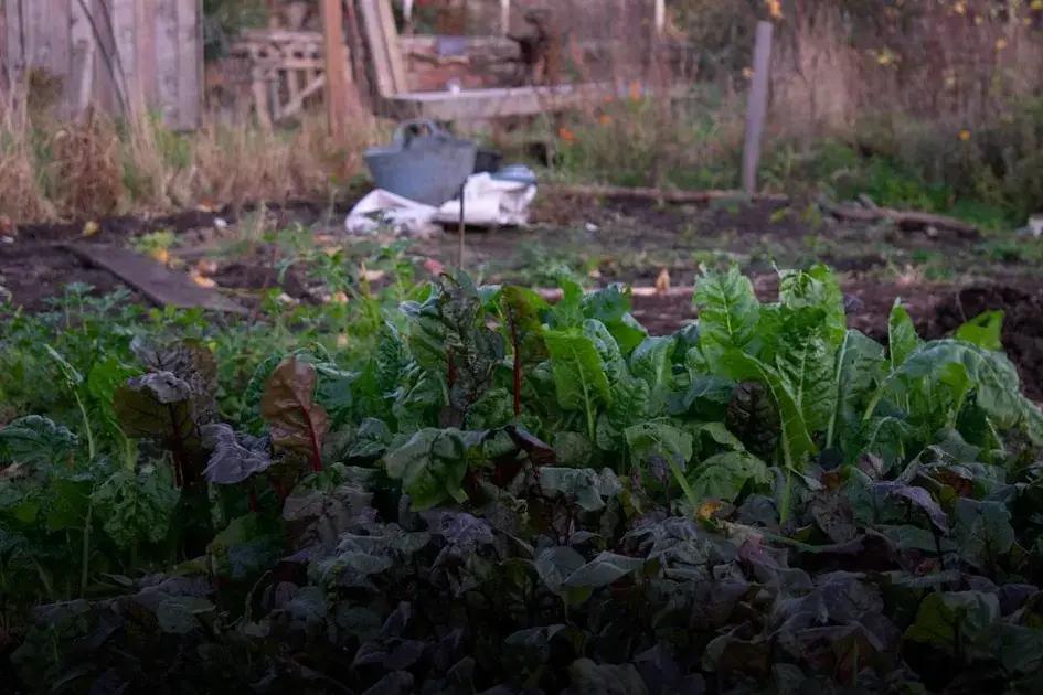Preventative Measures for Plant Health