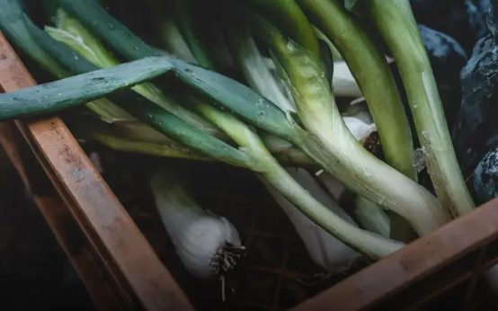 Reviving Dying Plants: Essential First Steps to Check