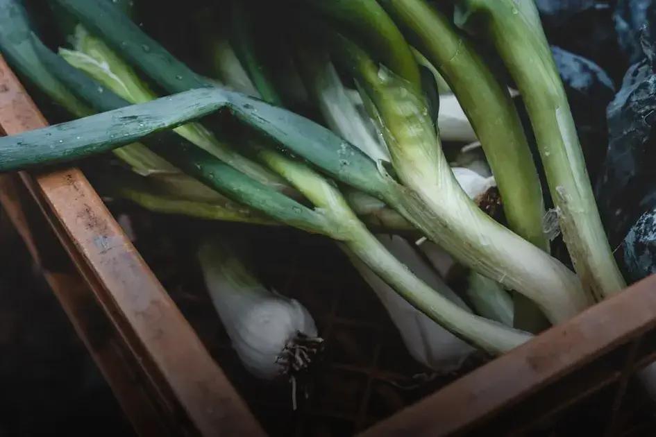 Reviving Dying Plants: Essential First Steps to Check