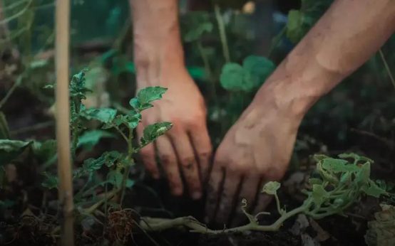 Seasonal Gardening: Prepare for Winter Like a Pro!