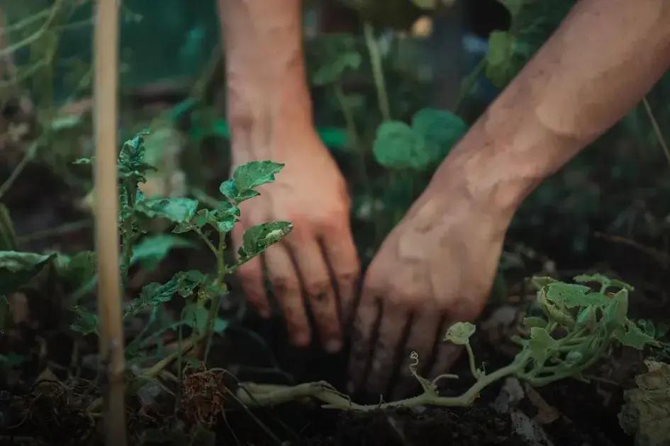 Seasonal Gardening: Prepare for Winter Like a Pro!