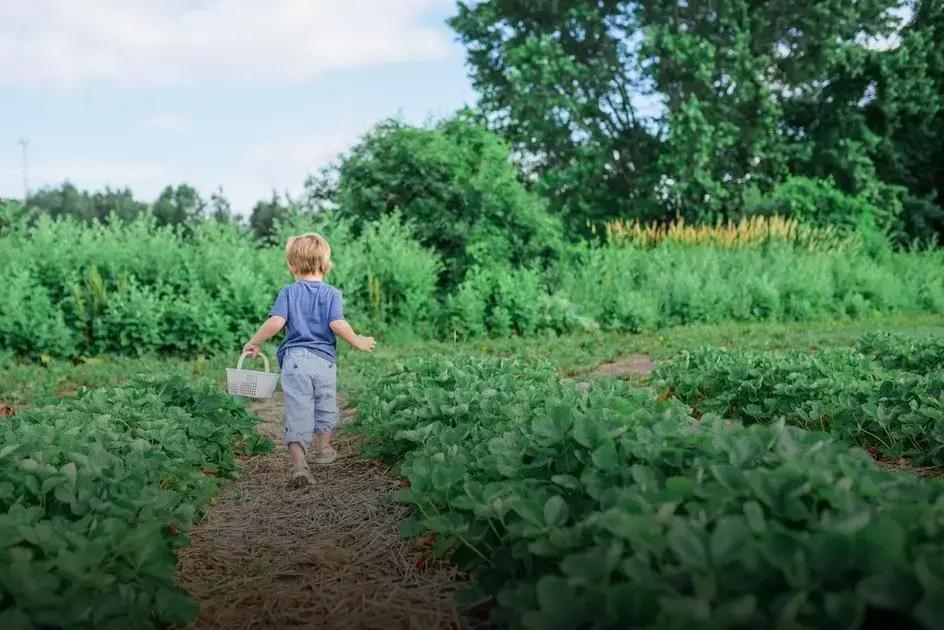Symptoms of Bacterial Plant Diseases